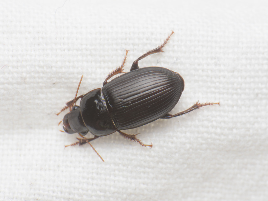 Harpalus froelichii - tömzsi lomhafutó