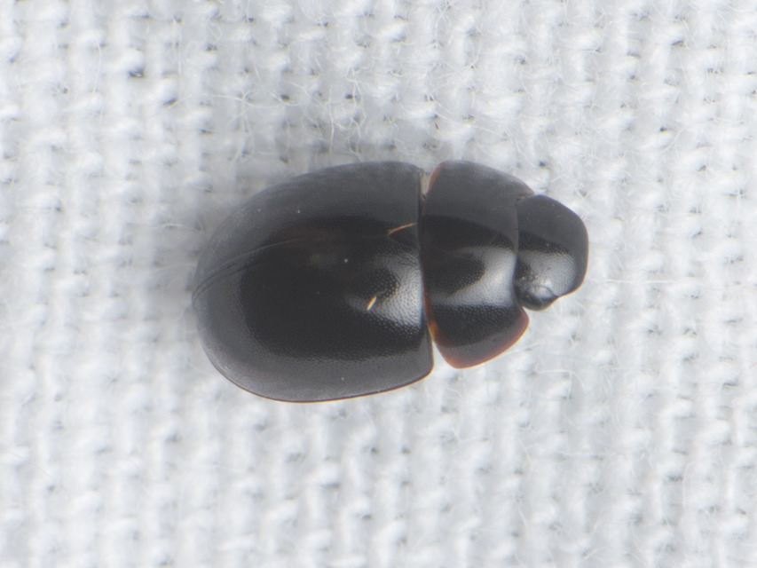 Coelostoma orbiculare - kétéltű csiborka