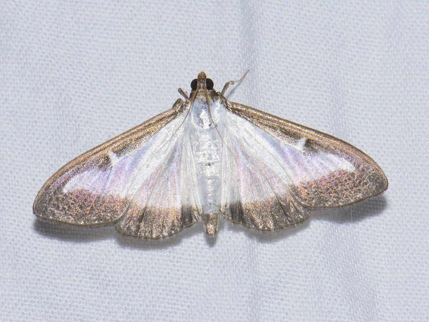 Cydalima perspectalis - puszpáng-tűzmoly