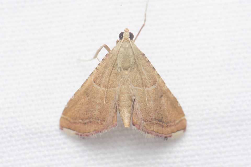 Endotricha flammealis - tüzesszárnyú fényilonca