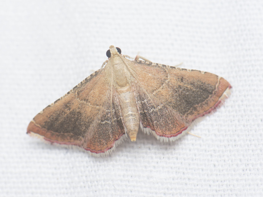 Endotricha flammealis - tüzesszárnyú fényilonca