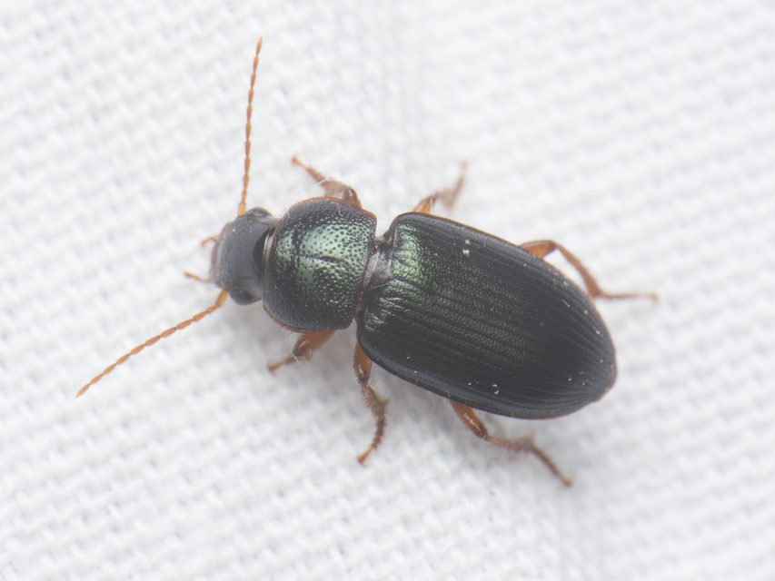 Ophonus azureus - azúrkék bársonyfutó