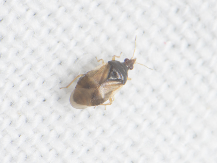 Anthocoridae - virágpoloskák Anthocoridae - virágpoloskák