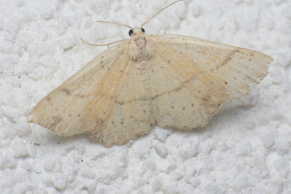 Cyclophora punctaria - sávos pettyesaraszoló