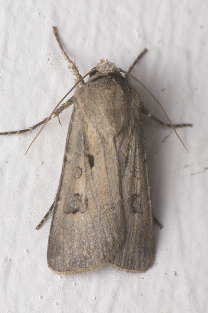 Agrotis exclamationis - felkiáltójeles földibagoly