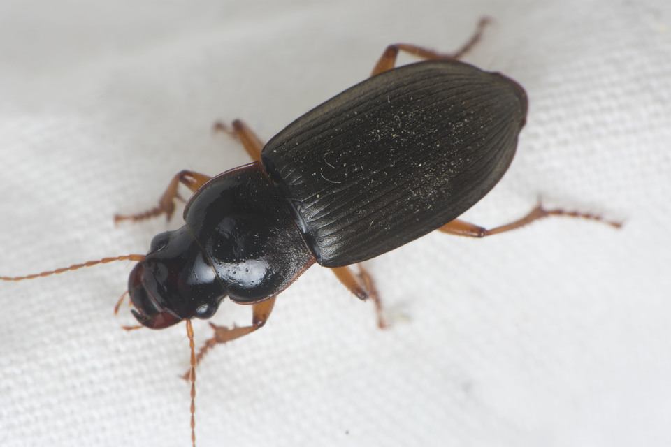 Harpalus rufipes - nagy selymesfutó