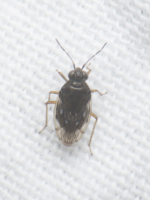 Saldidae - partipoloskák