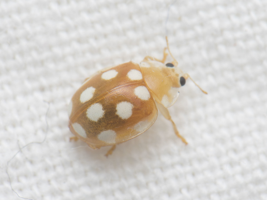Vibidia duodecimguttata - tizenkétcseppes füsskata