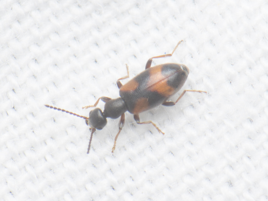 Anthicus antherinus - közönséges fürgebogár