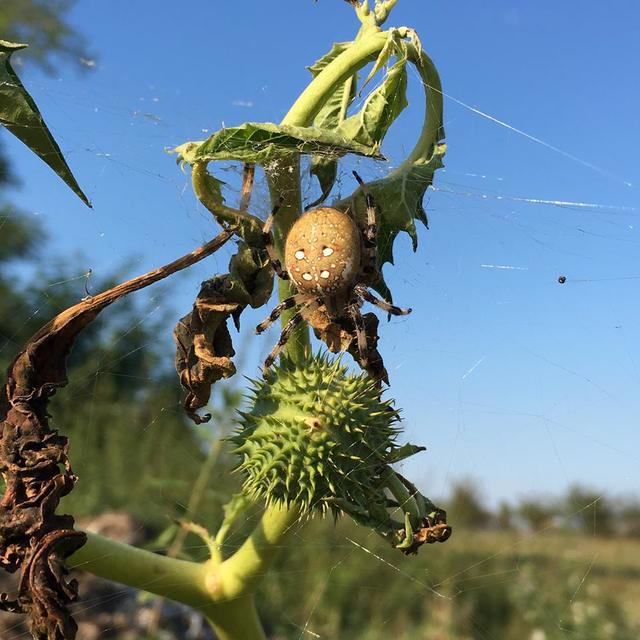 Araneus quadratus - négyes keresztespók