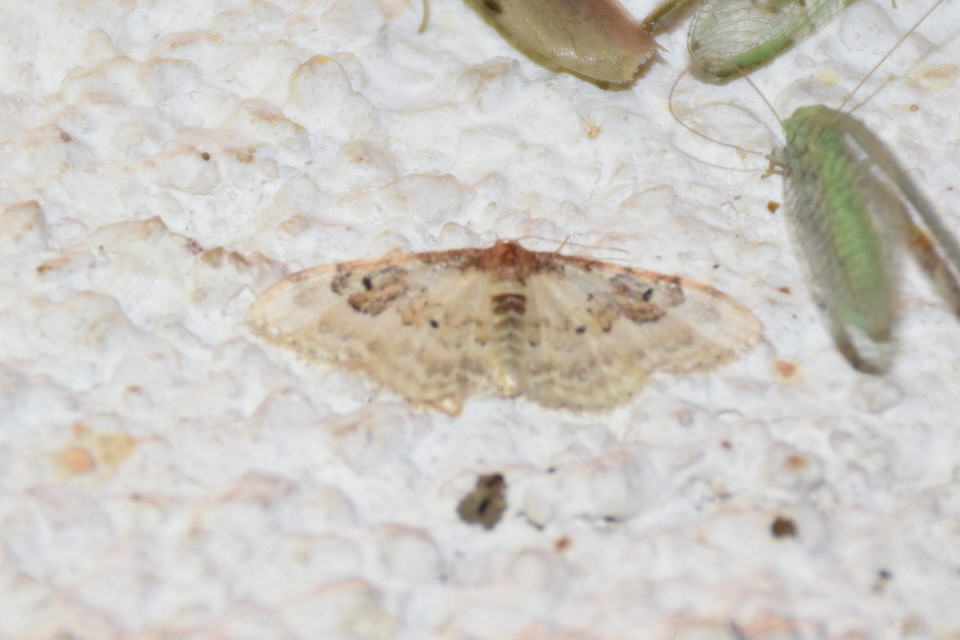 Idaea rusticata - tarka apróaraszoló