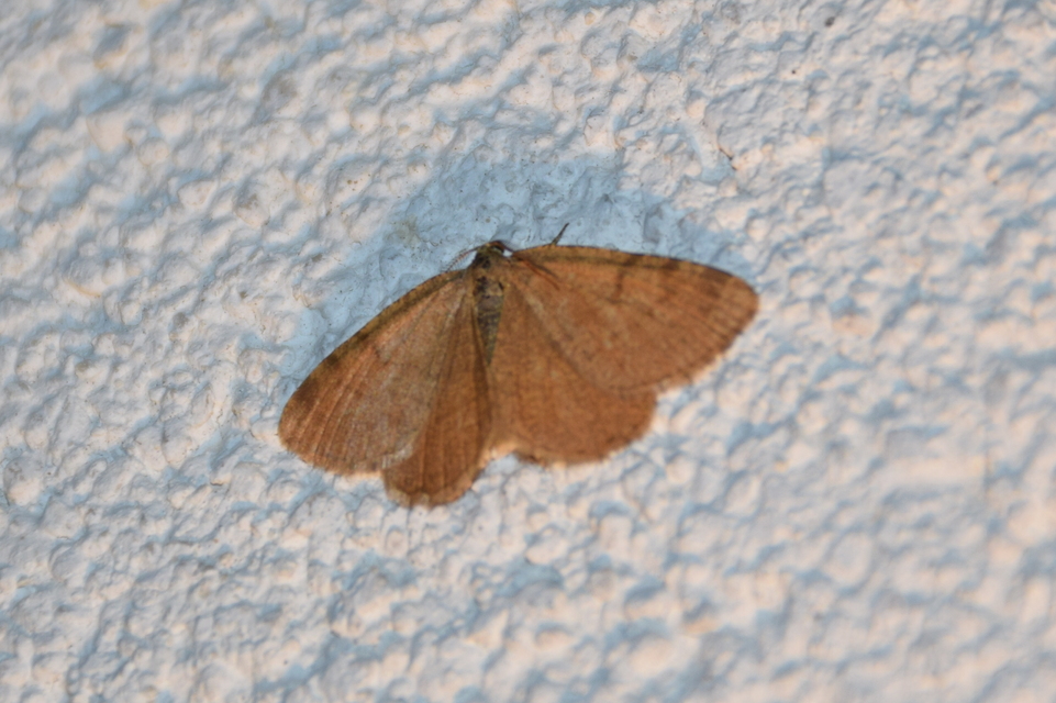 Macaria brunneata - okkermintás hegyiaraszoló