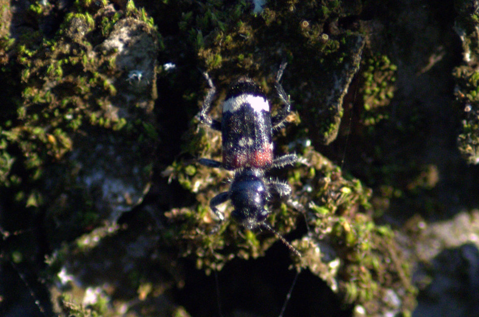 Clerus mutillarius - feketenyakú szúfarkas