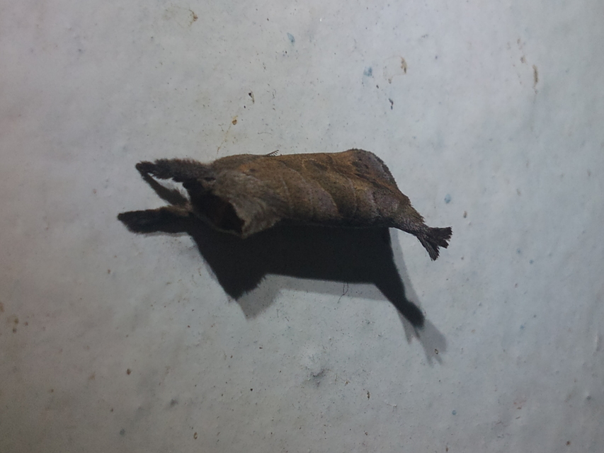 Clostera anastomosis - barna levélszövő