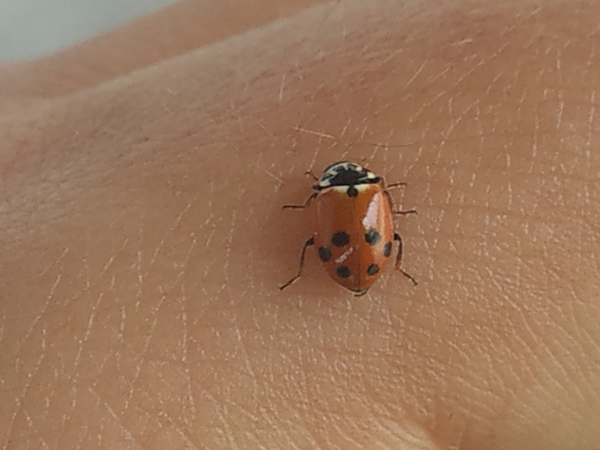 Hippodamia variegata - tizenhárompettyes katica