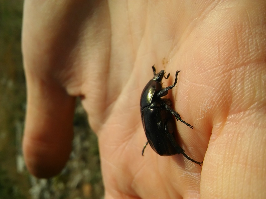 Protaetia angustata