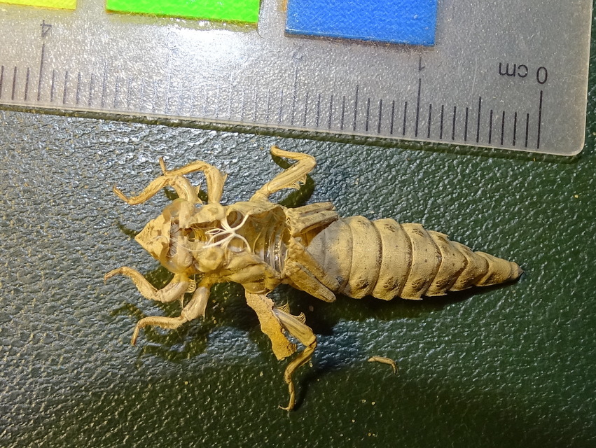 Gomphus flavipes - sárgalábú folyami-szitakötő