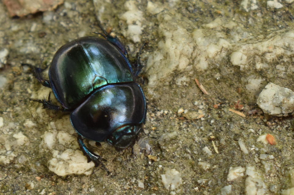 Trypocopris vernalis - tavaszi álganéjtúró
