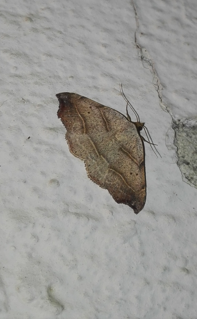 Laspeyria flexula - zuzmóbagoly