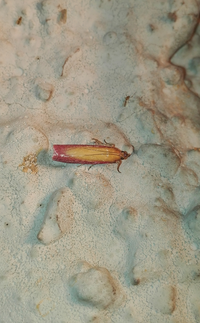 Oncocera semirubella - lucernamoly