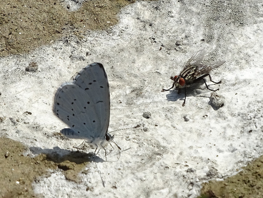 Celastrina argiolus - bengeboglárka