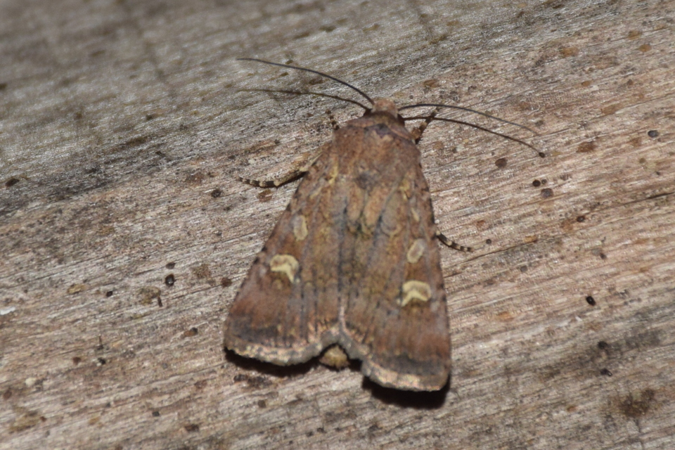 Euxoa tritici/nigrofusca/eruta