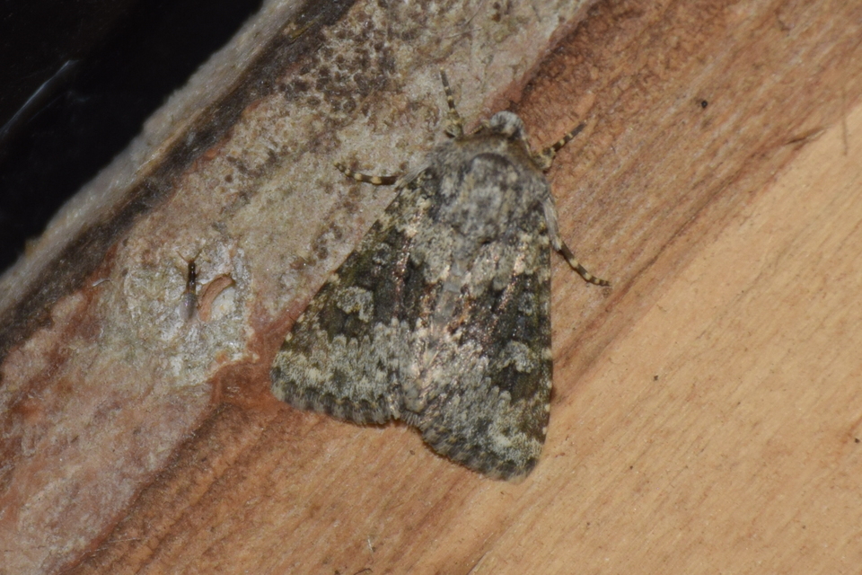 Hecatera dysodea - parajbagoly