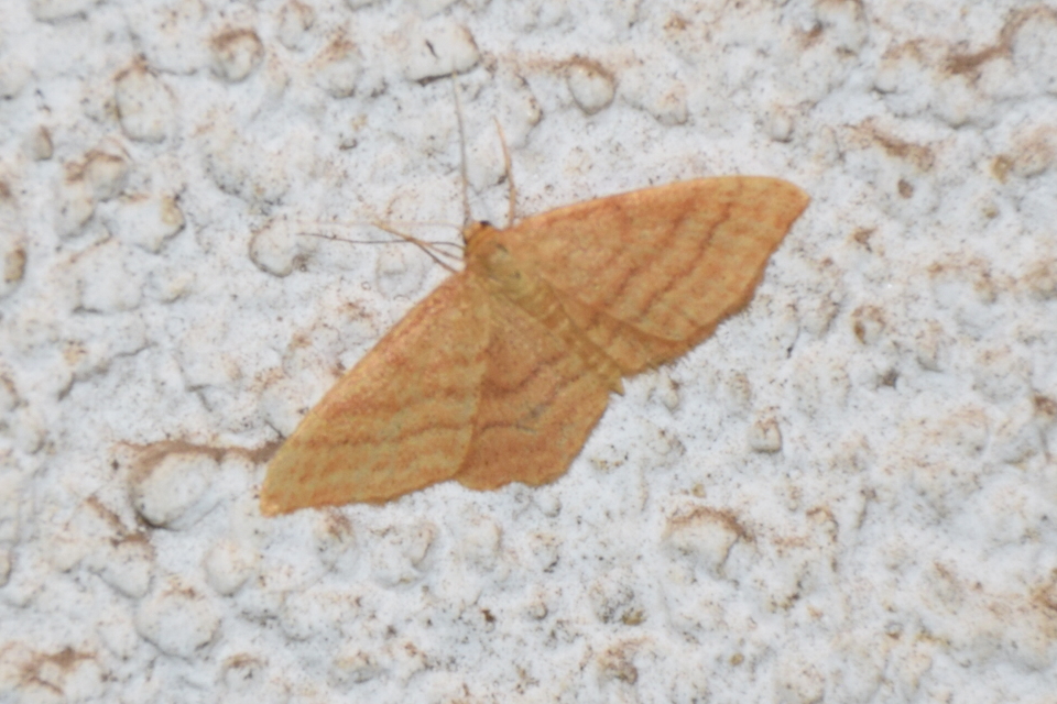 Idaea ochrata - okkerszínű sávosaraszoló
