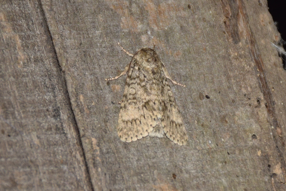 Acronicta megacephala - nagyfejű szigonyosbagoly