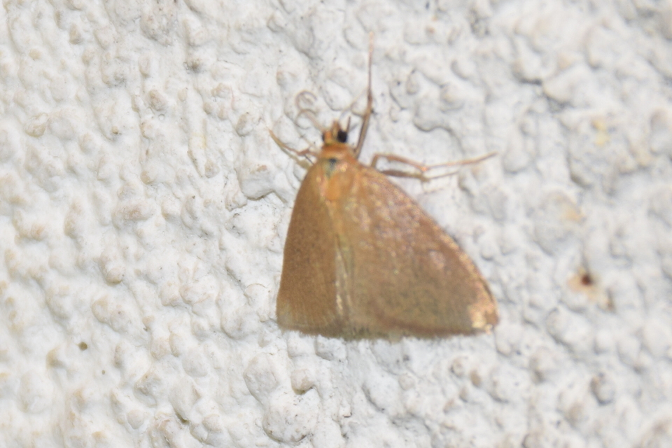 Evergestis aenealis - patinás dudvamoly