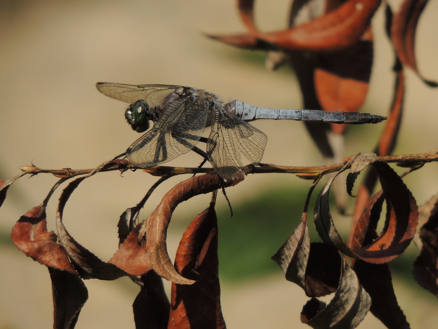 Orthetrum cancellatum - feketefarkú pásztorszitakötő