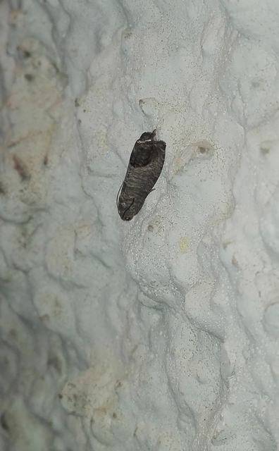 Cydia pomonella - almamoly
