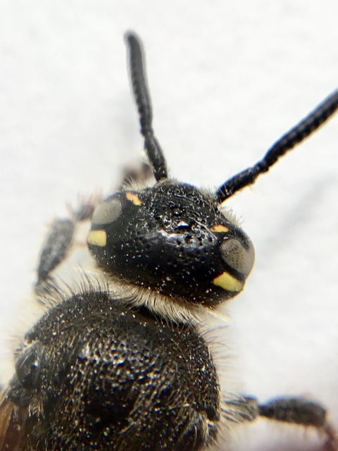 Colpa sexmaculata - hatfoltos tőrösdarázs