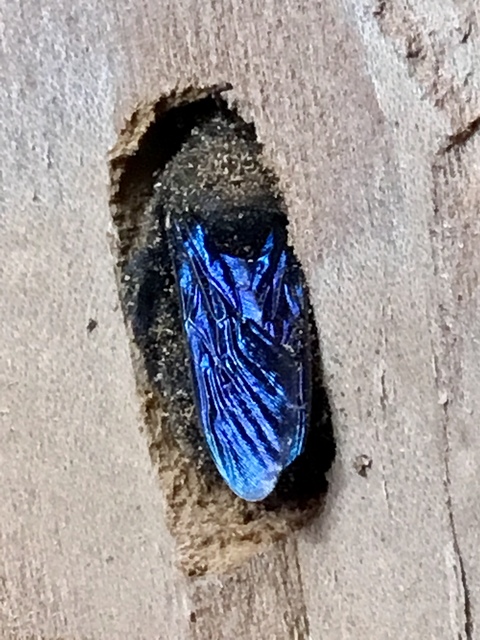 Xylocopa