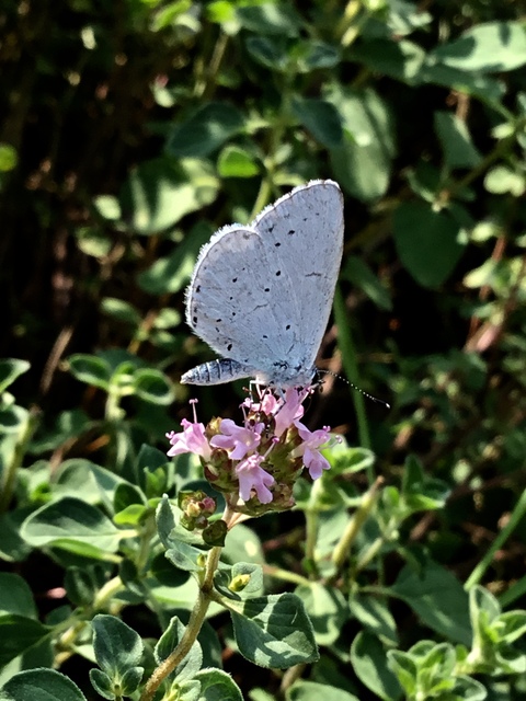 Celastrina argiolus - bengeboglárka