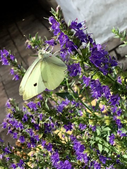 Pieris rapae - répalepke