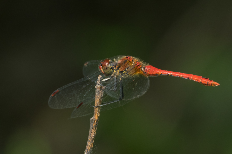 Sympetrum sanguineum - vörös katona-szitakötő