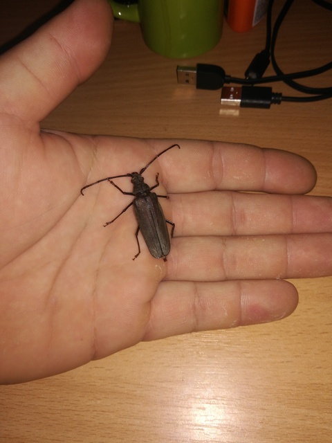 Aegosoma scabricorne - diófacincér