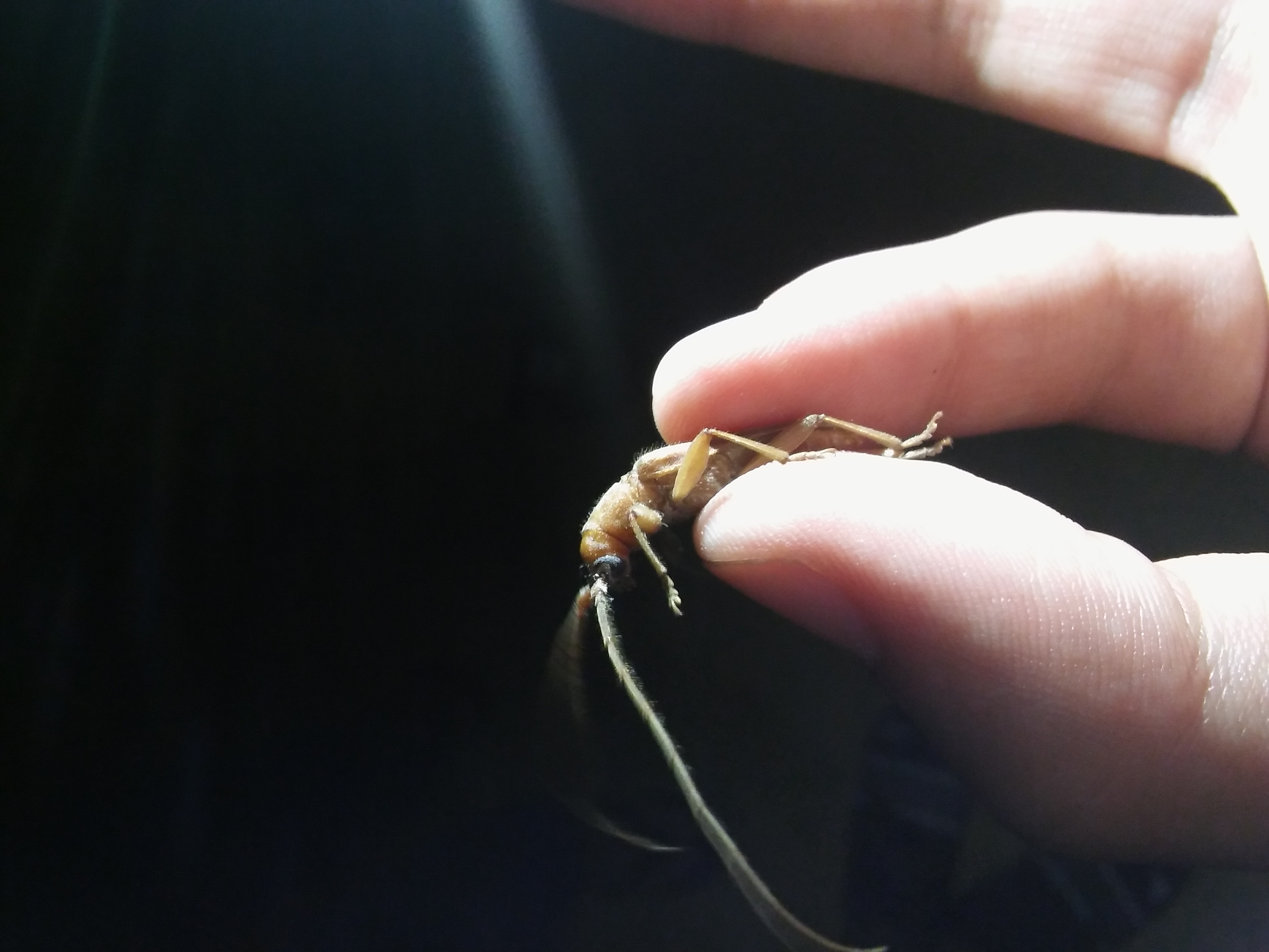 Stromatium auratum