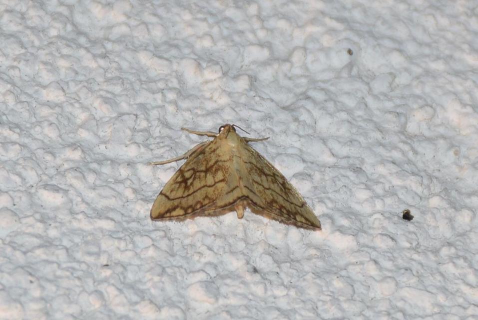 Evergestis pallidata - szalmaszínű dudvamoly