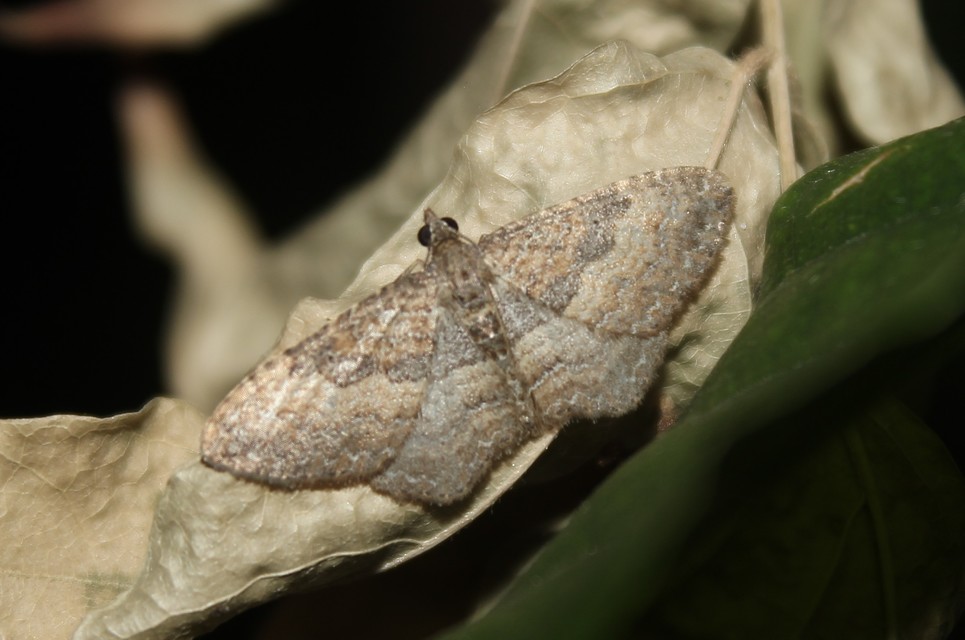 Orthonama obstipata - vándoraraszoló