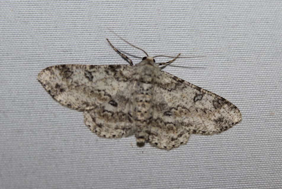 Ascotis selenaria - holdas faaraszoló