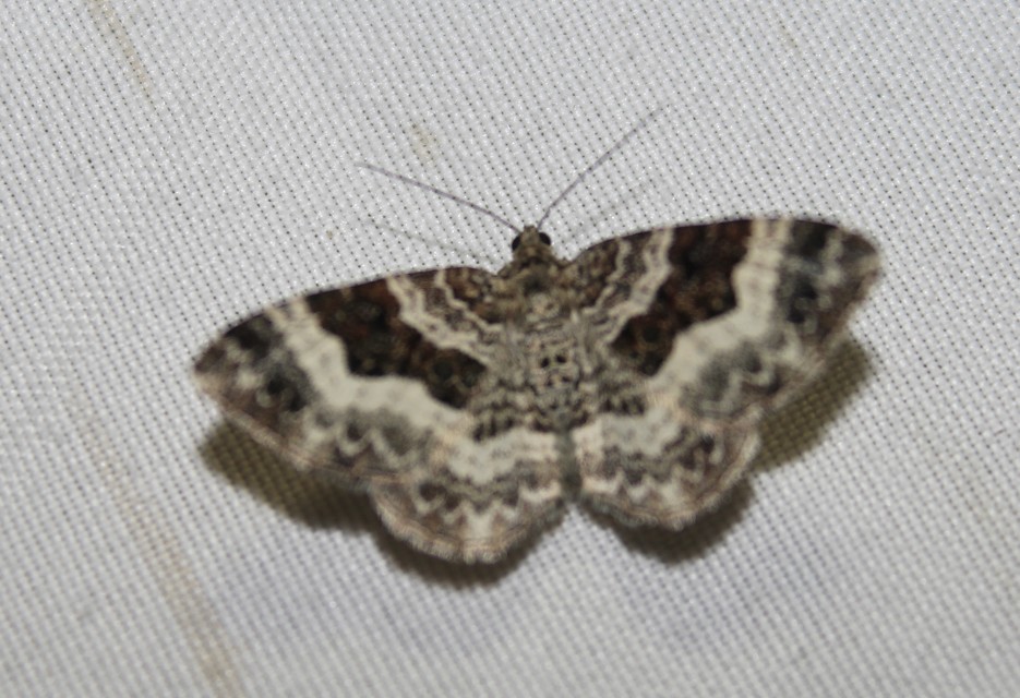 Epirrhoe alternata - galaj-tarkaaraszoló