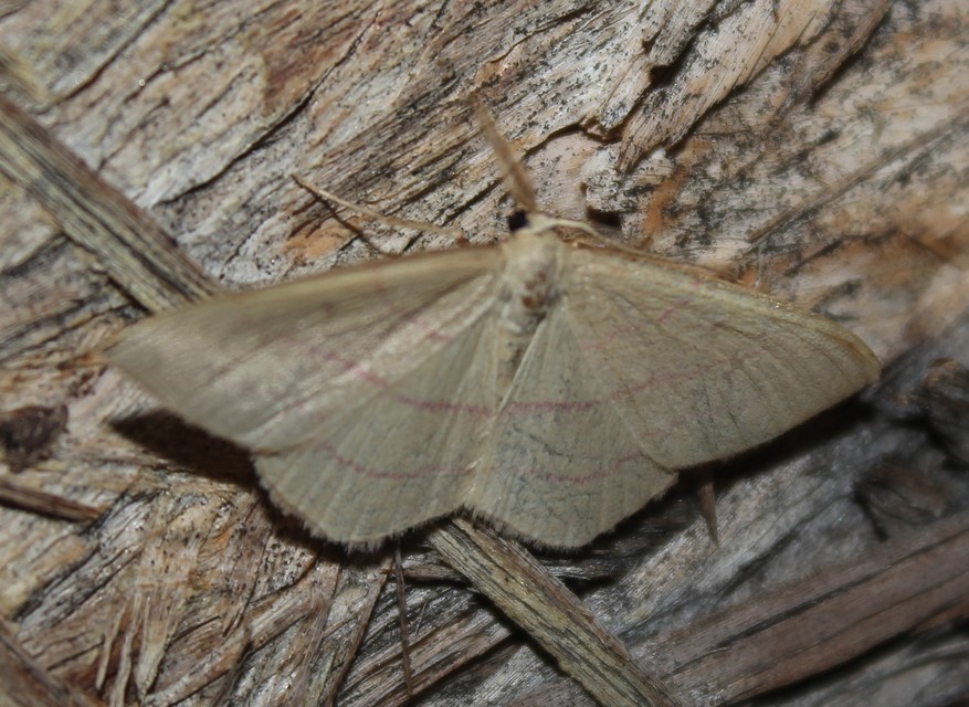 Rhodostrophia vibicaria - pirosszélű araszoló