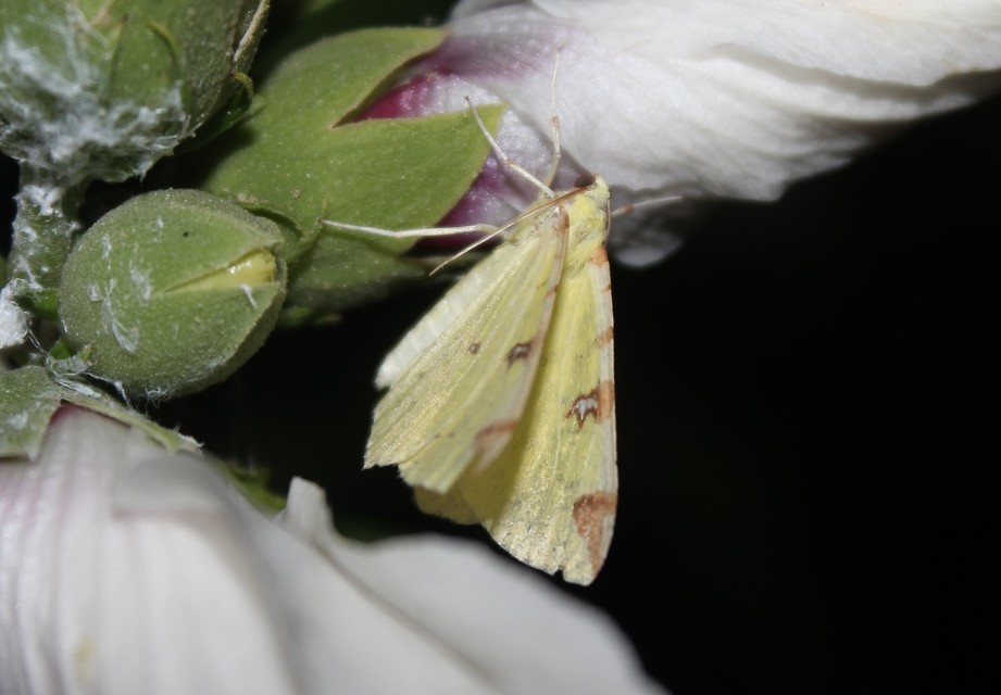 Opisthograptis luteolata - citromsárga araszoló