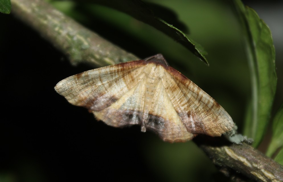 Plagodis dolabraria - baltaszárnyú araszoló
