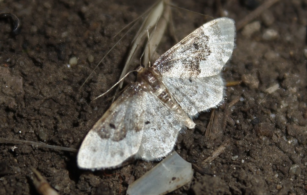 Idaea rusticata - tarka apróaraszoló