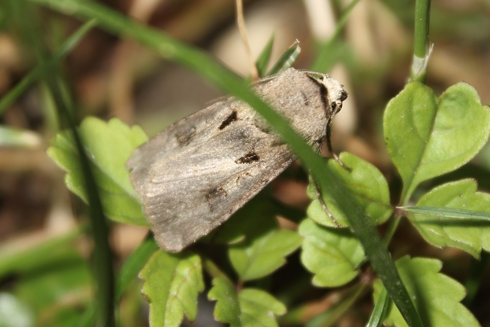 Agrotis exclamationis - felkiáltójeles földibagoly
