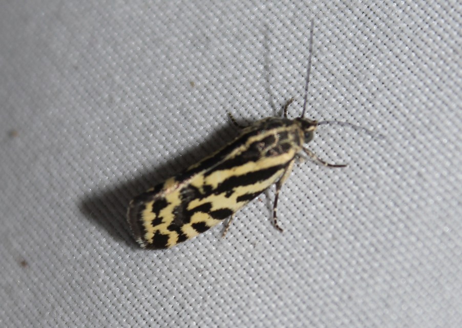 Emmelia trabealis - zebrabagoly