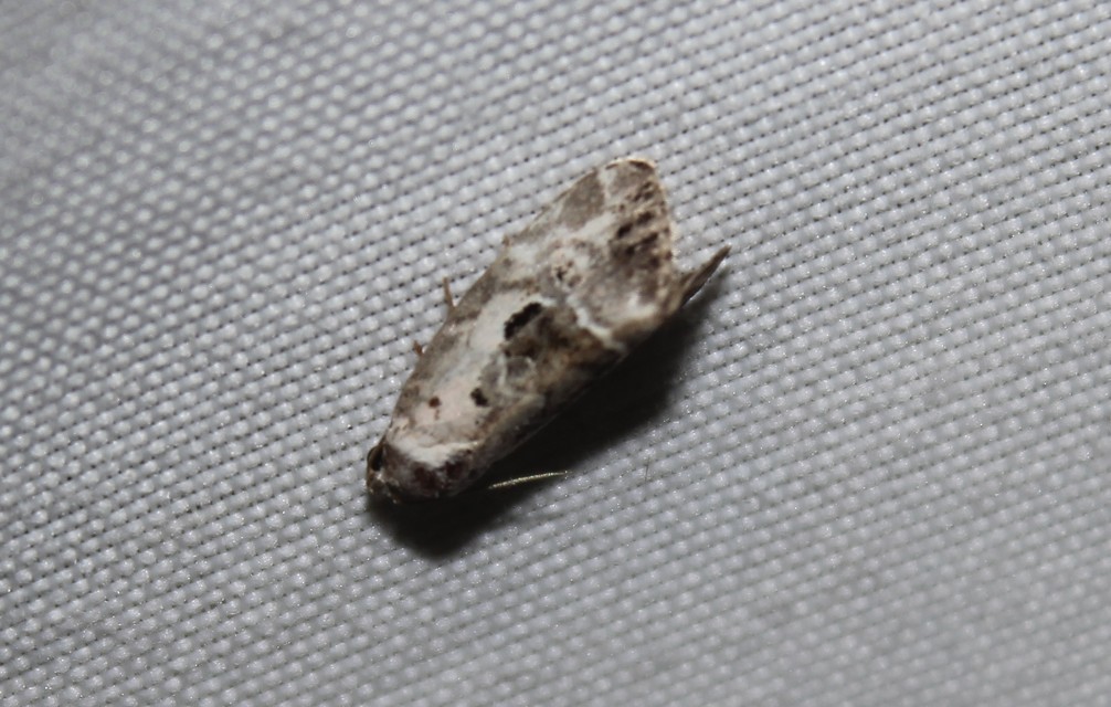 Hapalotis venustula - rózsaszínű mázasbagoly